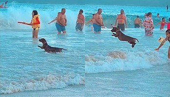 Cão salsicha encanta internautas ao pular ondinhas na praia; veja o vídeo (Cão salsichinha é visto pulando ondinhas em praia e vídeo encanta internautas)